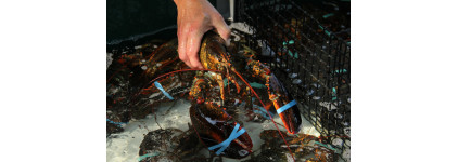 Lobster Handling